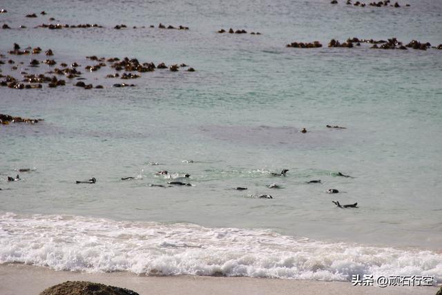 南部非洲：南非开普敦企鹅岛