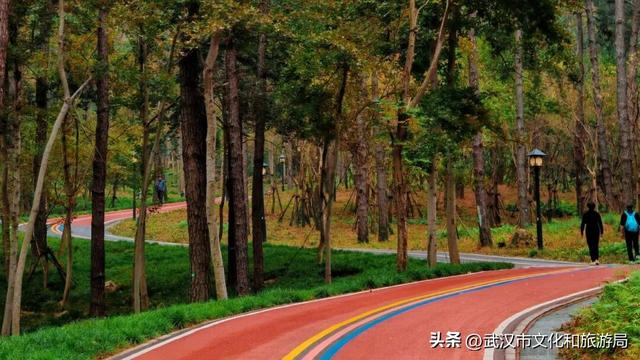 赶紧收藏！森林公园3大玩法新鲜出炉