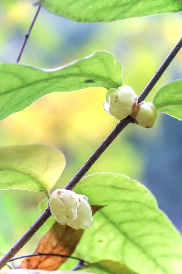 元旦迎最佳观赏期！重庆这里的腊梅开始飘香→