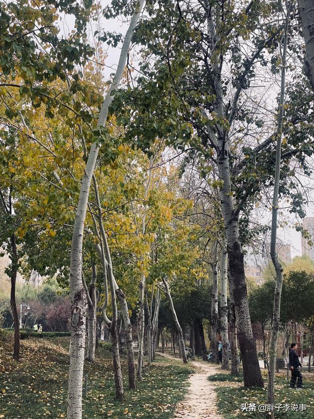 菏泽市立医院东边，我撞见了初冬最“静”的杨树林