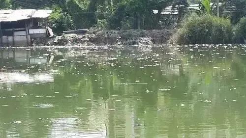 暴雨后村民捡到2.5米巨鱼，重280斤抱不动，网友：这鱼能卖几万？