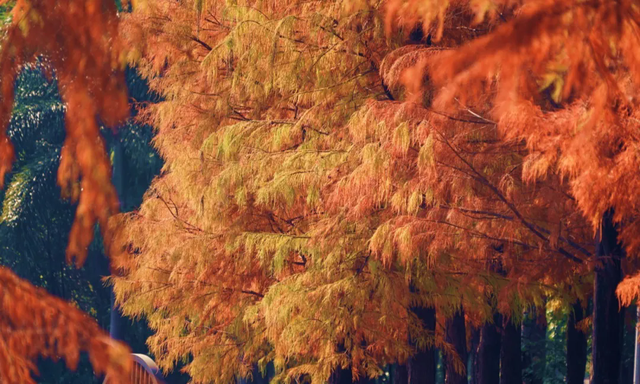 惠聚美好丨博罗的落羽杉，红了！