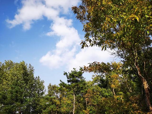 重阳节登高望远