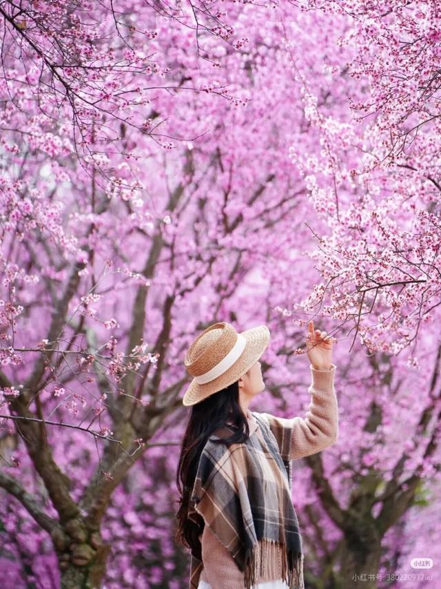 超值！植物园这片美人梅开men了