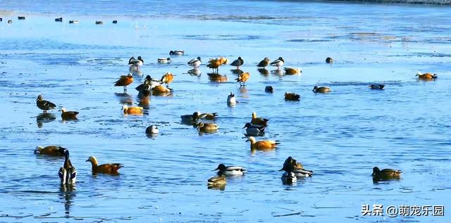 天山南麓现奇观，野鸭成群越冬，西北严寒中绽放生命奇迹