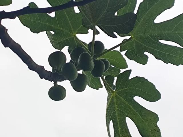 散文丨陈葶：闲情寄田园