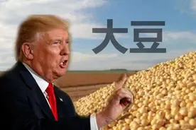 美国大豆堆成山，中国就是不买，特朗普报复来了，又开始对华制裁图片