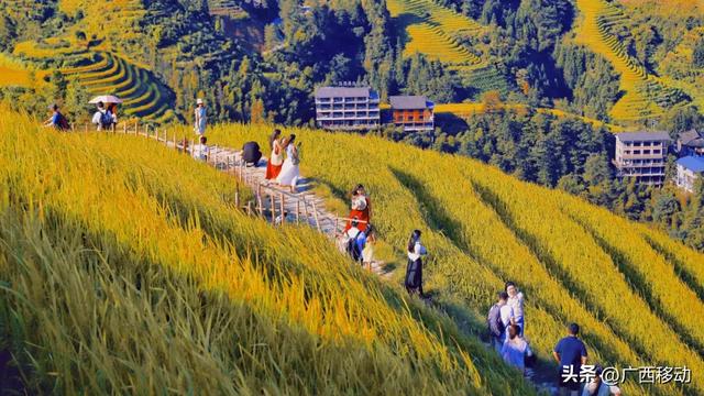 龙脊不“剪”秋，梯田收割正当时快来体验~