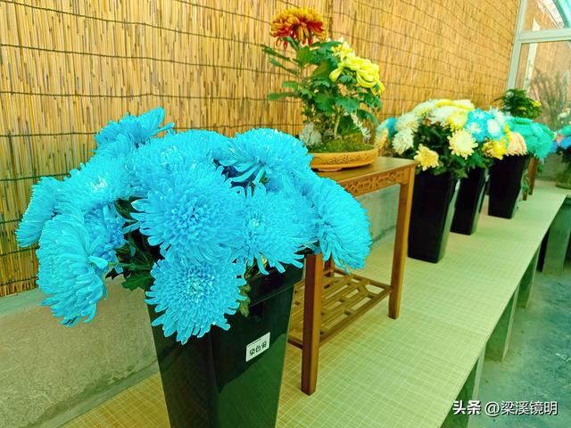 “中山秋韵，菊映盛世”，赏菊南京中山植物园（上）