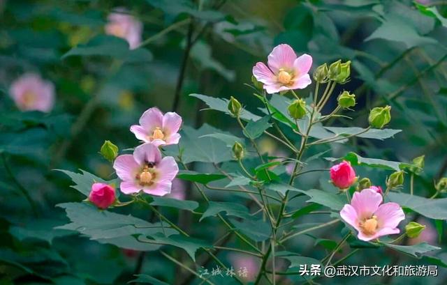 花色一日三变！武汉秋日木芙蓉花海上线