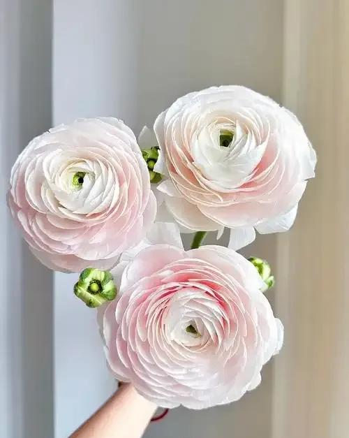 养花二十多年，吐槽好看难养、新手慎入的6大＂颜值杀手＂