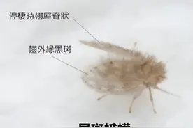 卫生间的小飞虫到底是啥？别看外表不起眼，但它的危害超出你想象图片