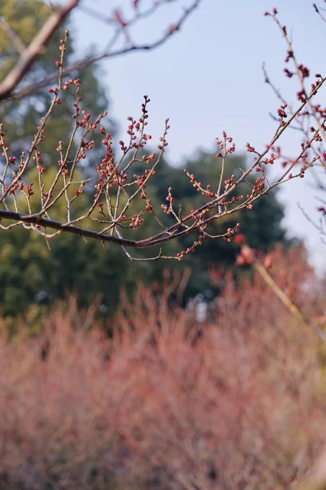 真香！张家港“梅”好将至