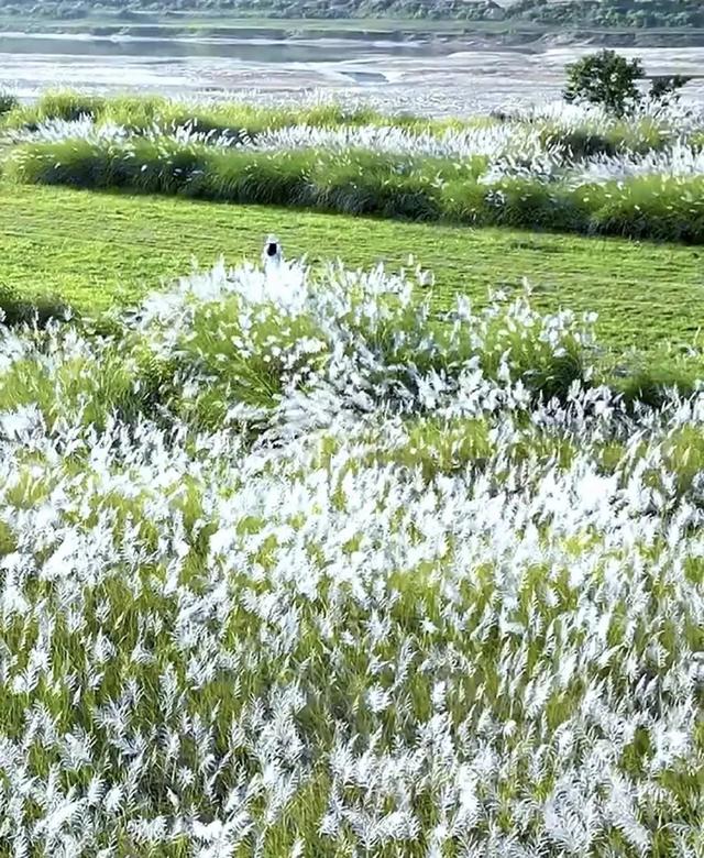 广州出发1天游,广东版的绝美“蓝眼泪”+北江千亩芦苇花盛开