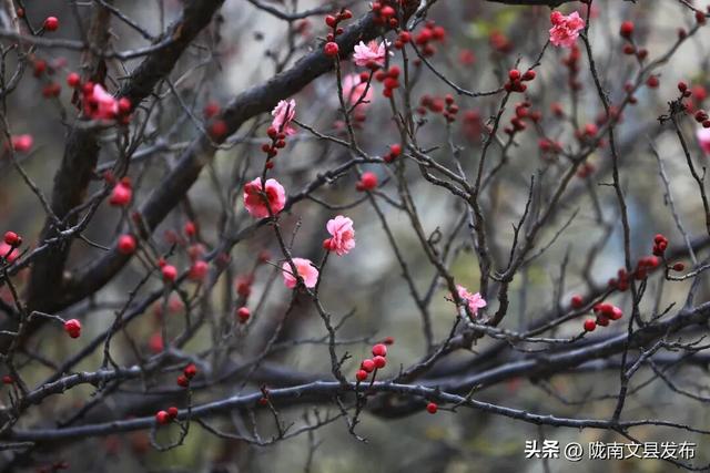 冬日“梅”景，真美！