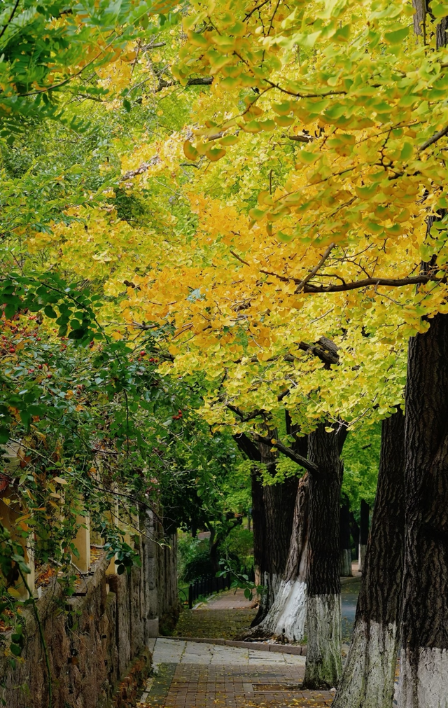 领取限定“杏”运！抓紧来看金色山东