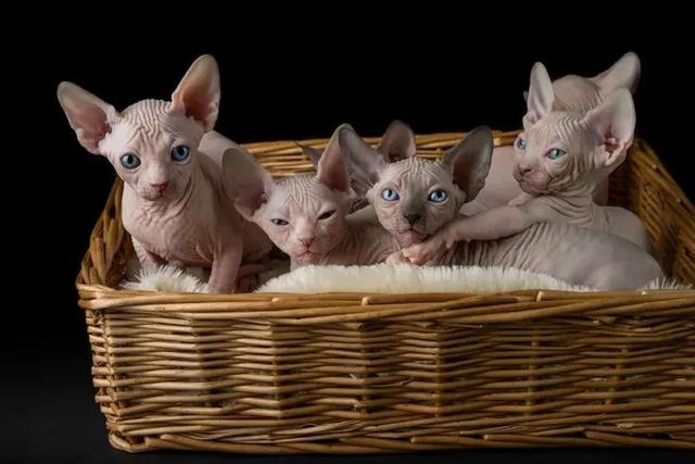 全世界100个宠物猫品种大赏！