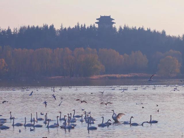 天鹅湖冬日最灵动的乐章：天鹅悠然游弋，红嘴鸥凌空飞舞
