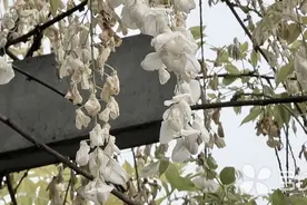 朵朵白玉缀枝头 苏州东园内白花紫藤如约绽放图片