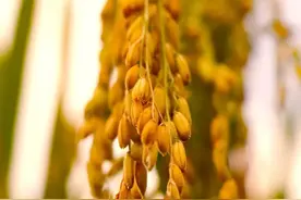 梯田红米——孕育哈尼文化的“种子”图片