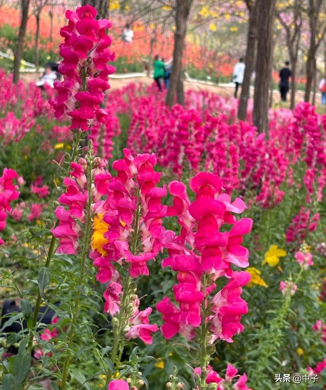 中山赏花指南：免费公园+徒步圣地老少皆宜，1.2万株黄花风铃木