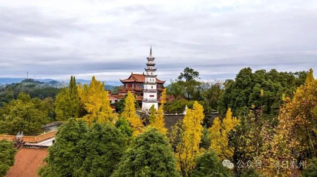 速来→崇州正上演初冬金色浪漫大片！