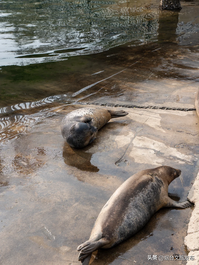 【乐游烟台】在烟台看到糯叽叽的新生海豹了！