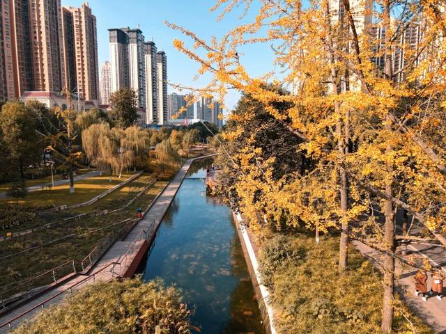 含“金”量100%！是时候来仁寿，邂逅一抹银杏黄啦~