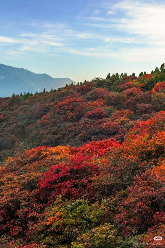临沂这抹红，醉了秋日山水