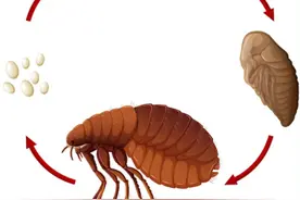 以前农村跳蚤很多，现在几乎绝迹了，是洗衣粉普及的功劳吗？图片