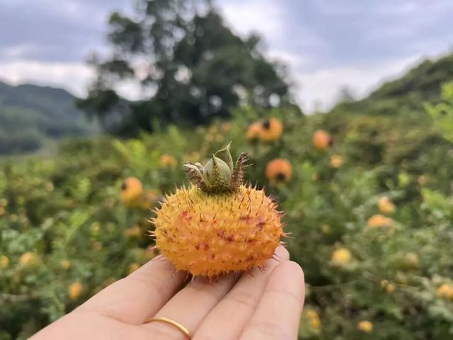 藏在贵阳菜市场的秋天，10块钱就能买到的快乐