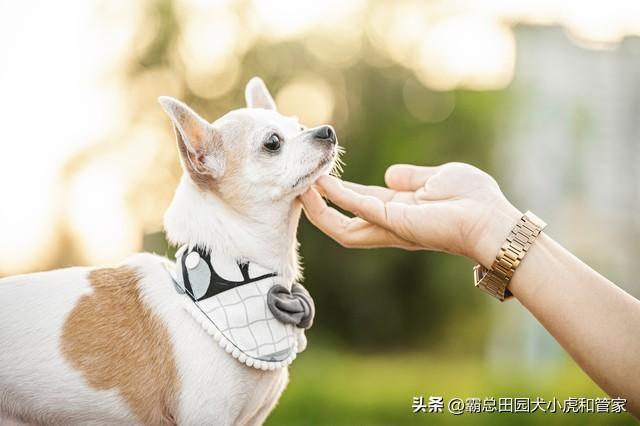 寿命最长的10种狗VS最短的10种狗！第一名能活20年+