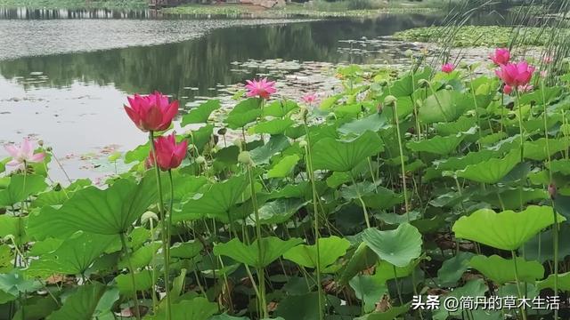 骑上我的小毛驴去遛弯