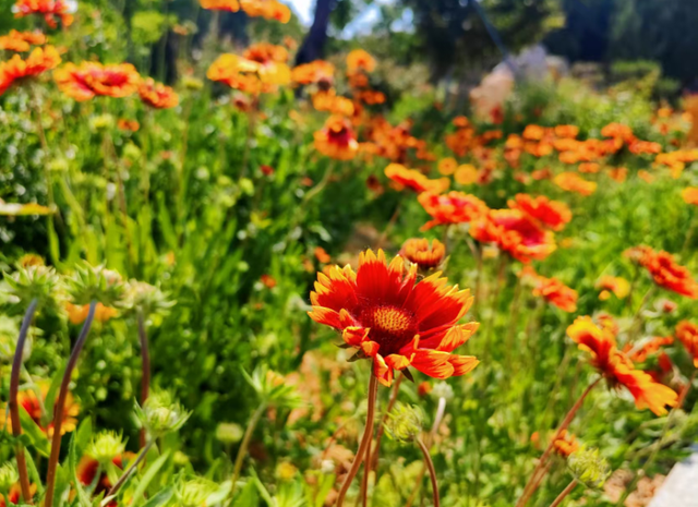 在虎山公园邂逅繁花盛景 解锁初夏浪漫