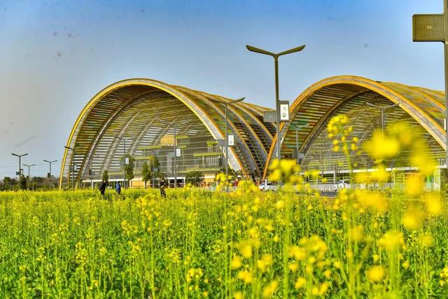 图说中国｜躲过冬日的寒，撞进南国的油菜花海