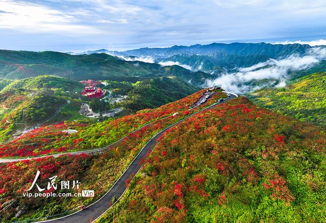 湖南双牌：杜鹃花开引客来