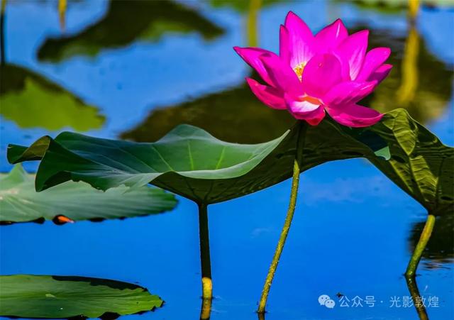 早晚凉风习习,敦煌党河风情线赏荷浪漫且惬意