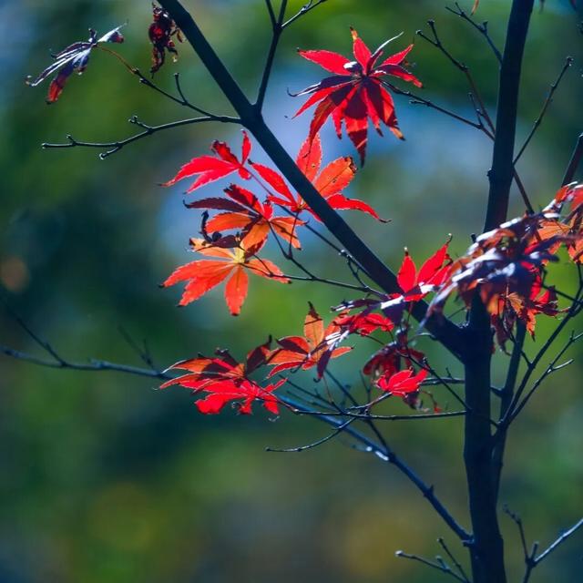 【多图预警！】这里不是5A景区，是鲁南制药！