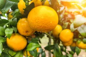 必看！桔子树修剪黄金时间大揭秘，错过等一年！图片