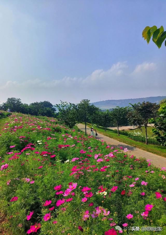 大连最美花海，中国园艺界标杆，十一假期就去这里赏花