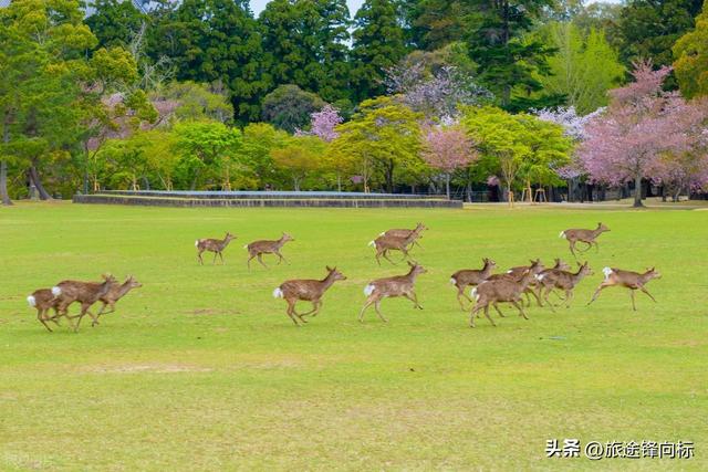 想找个能兼顾看景、购物还能体验特色旅行，日本能古迹购物赏花