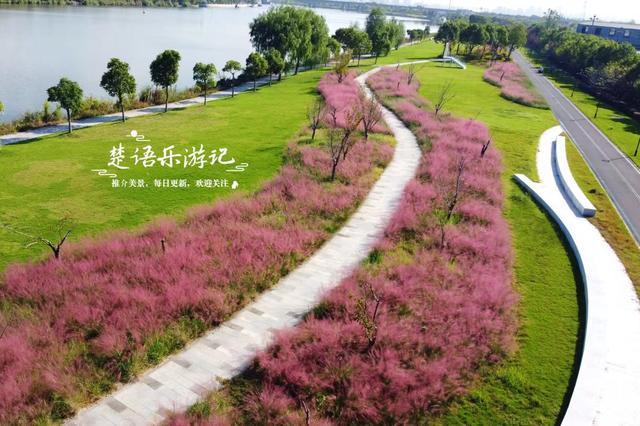 浙江宁波新推出一个粉黛花海，居然绵延5公里，成为拍照赏景胜地