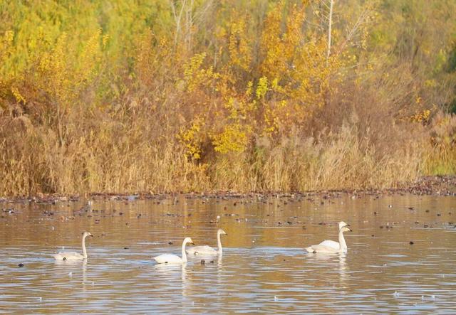 一湖初冬色，半城清欢美——三门峡苍龙湖的冬日盛景