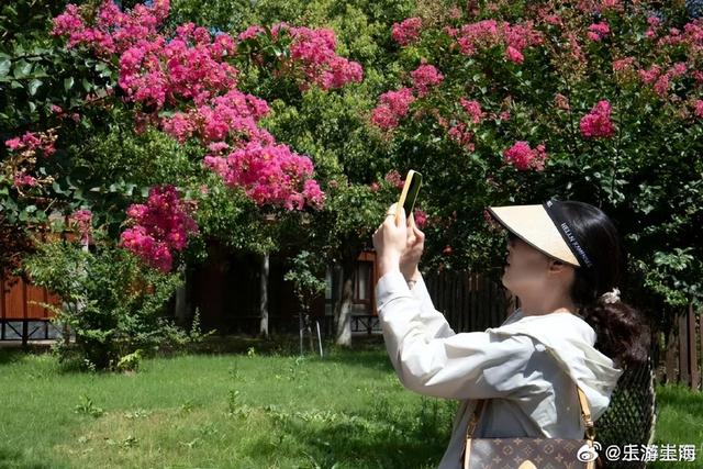崇明这里的紫薇花“超长待机”