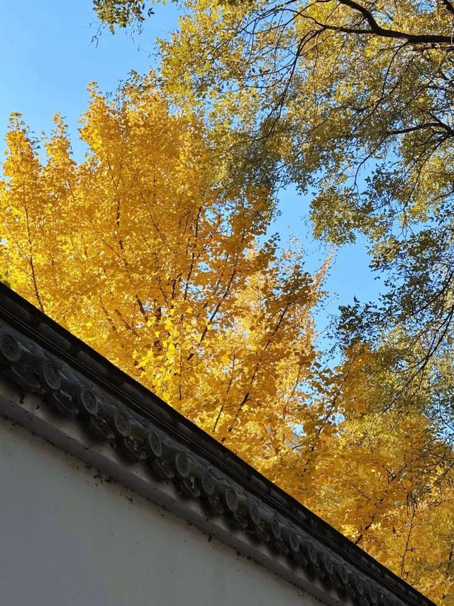 快看！京西福地门头沟已经满是秋天的颜色——