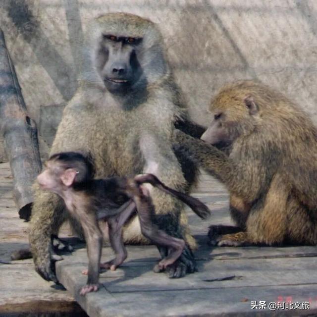 在保定，体验真实版“疯狂动物城”！