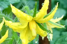 西红柿的花序与花的特点，种植人一定要懂，因为决定了产量图片