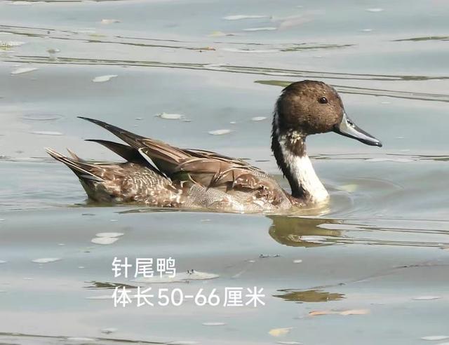 快乐的25/26深圳湾候鸟季