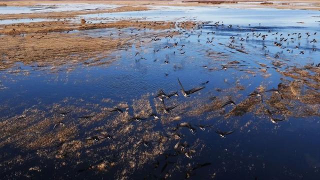 额尔古纳：守护湿地生态密码 织就和谐共生画卷