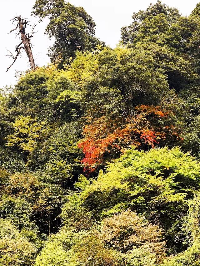 致谢师恩，踏秋出游！黑竹沟景区祝所有教师节日快乐！